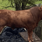 Stockbull Finder – Buyer – Caroline & Charles Colthurst