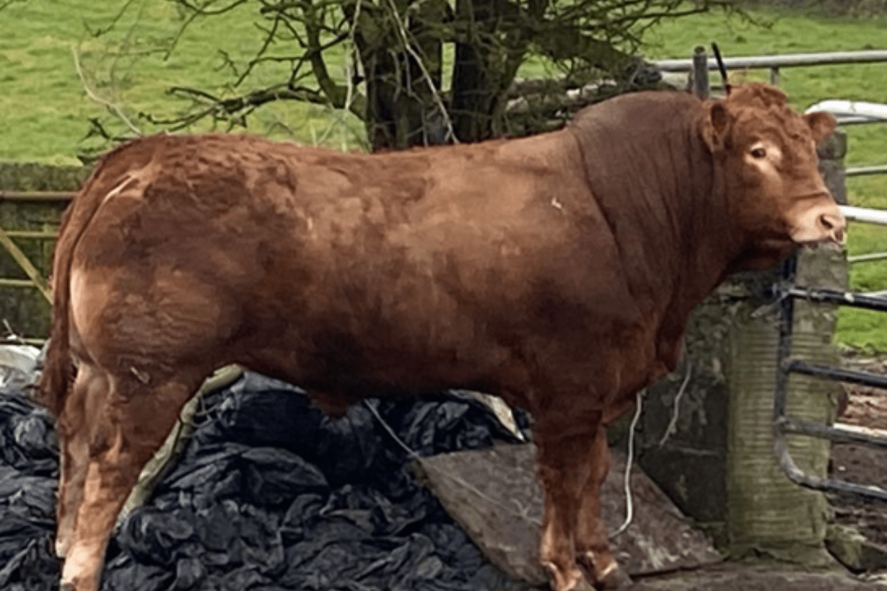 Stockbull Finder – Buyer – Caroline & Charles Colthurst - ICBF