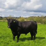 Stockbull Finder – Buyer – John Wynne