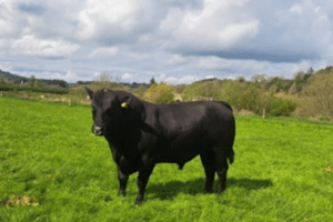 Read more about the article Stockbull Finder – Buyer – John Wynne