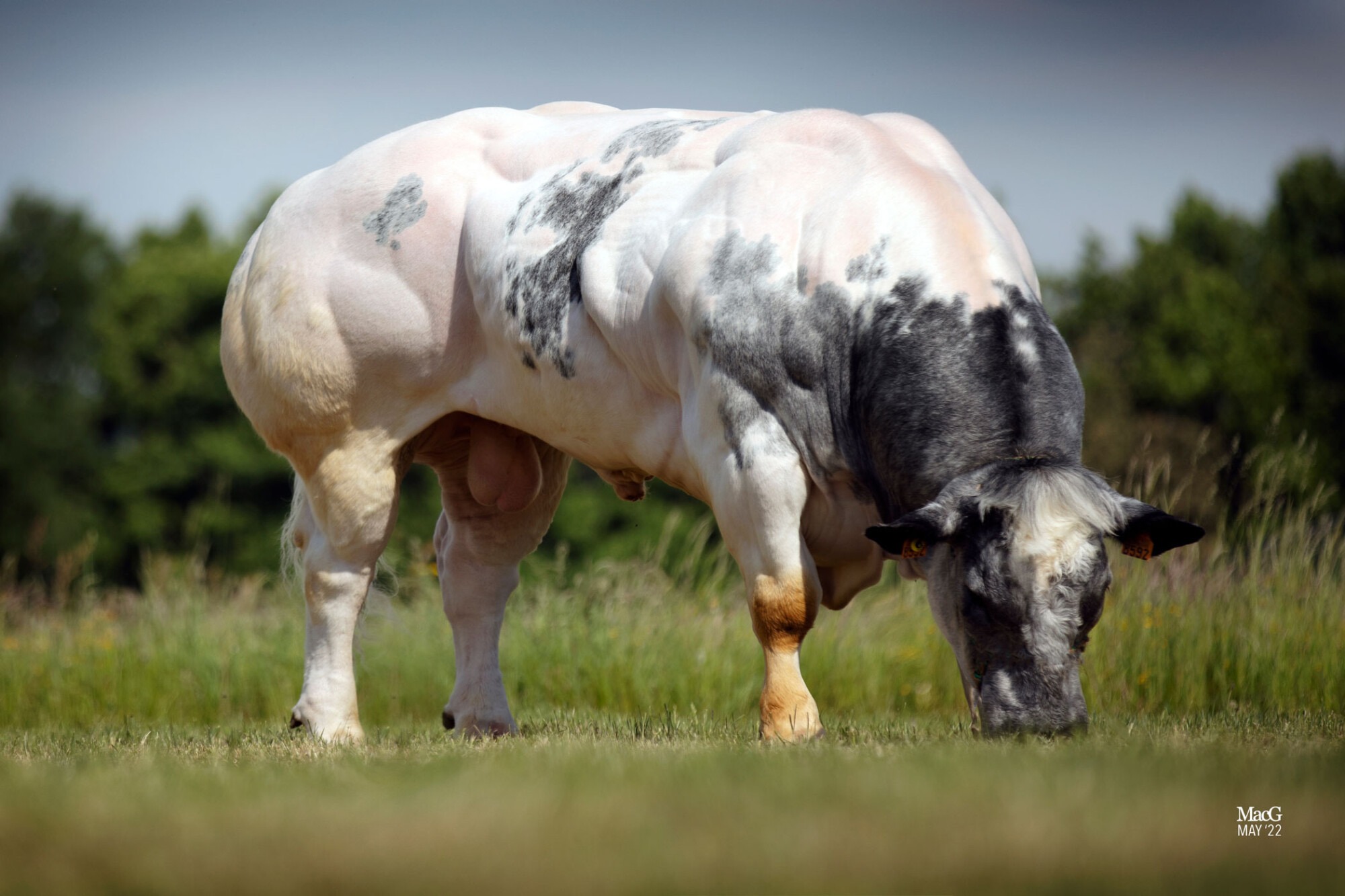 Fully Tested Belgian Blue Bulls - ICBF, image size:2000x1333