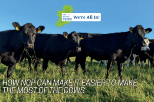 Why Dairy Herds in the Dairy Beef Welfare Scheme Should Join the NGP 