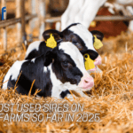 The Most Used Sires on Dairy Farms So Far in 2025