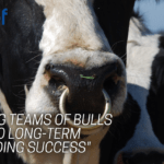 Farmers urged to use teams of AI bulls to avoid fluctuations in proofs