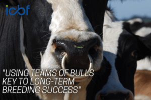 Read more about the article Farmers urged to use teams of AI bulls to avoid fluctuations in proofs