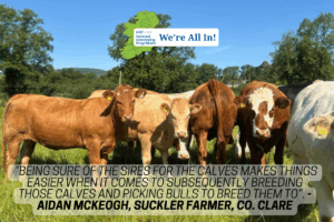 From Birth to Breeding: County Clare Suckler Herd Embraces DNA Technology
