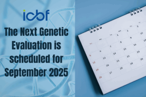 ICBF Confirms September Genetic Evaluation as Improvements Are Rolled Out