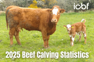 Read more about the article 2025 Beef Calving Statistics Highlight Suckler Herd’s Fertility Performance