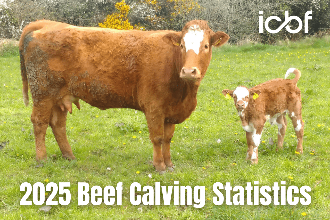 2025 Beef Calving Statistics Highlight Suckler Herd's Fertility ...