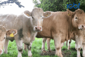 Read more about the article Upcoming Sales for SCEP Eligible Heifers
