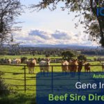 Launch of the 2025 Autumn Suckler Beef Gene Ireland Programme