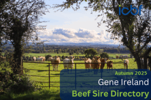 Read more about the article Launch of the 2025 Autumn Suckler Beef Gene Ireland Programme