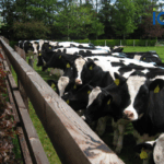 The Latest Genetic Trends in EBI