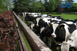 The Latest Genetic Trends in EBI