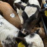 Improving the Beef Merit from the Dairy Herd