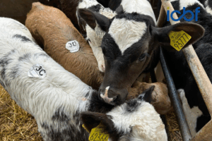 Read more about the article Improving the Beef Merit from the Dairy Herd