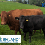 Gene Ireland User Profile – Brendan Murray