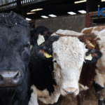 Genetic Selection for Reduced Methane Emissions: Trait Definition and Evaluation in Irish Beef Cattle