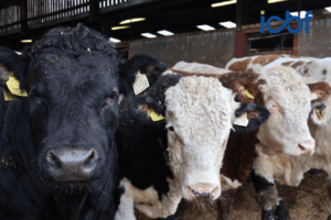 Read more about the article Genetic Selection for Reduced Methane Emissions: Trait Definition and Evaluation in Irish Beef Cattle