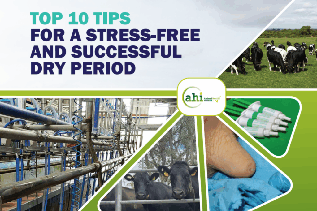 Animal Health Ireland’s Top10 Tips for a Stress Free & Successful Dry Period