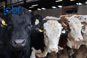 Read more about the article Small Changes, Big Gains: 10 Actions for Your Beef Herd in 2026