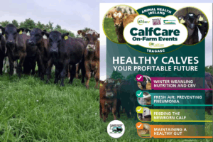 AHI & Teagasc Calf Care Events
