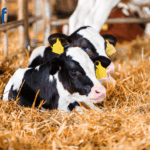 Are you in NGP? Here are some things to consider in advance of the 2026 Calving Season