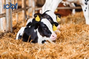 Read more about the article Are you in NGP? Here are some things to consider in advance of the 2026 Calving Season