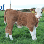 SCEP & NGP: Key Genotyping Requirements and Deadlines for the Year Ahead