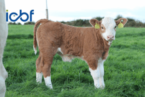 SCEP & NGP: Key Genotyping Requirements and Deadlines for the Year Ahead