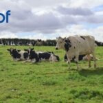 Using Data to Drive Dairy Breeding Decisions in 2026