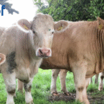 SCEP Genotyping Self Selections