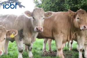 Read more about the article SCEP Genotyping Self Selections