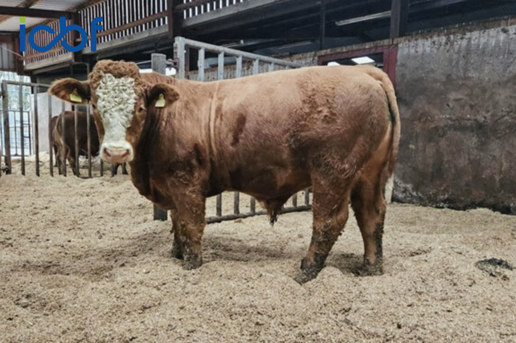 Tully Progeny Test Centre: Measuring methane and Rumen microbiome in beef cattle across two different diets