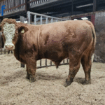 Tully Progeny Test Centre: Measuring methane and Rumen microbiome in beef cattle across two different diets