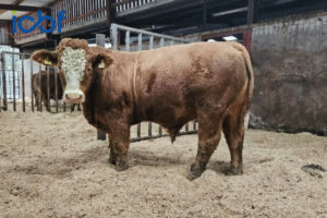 Tully Progeny Test Centre: Measuring methane and Rumen microbiome in beef cattle across two different diets