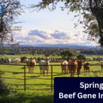 Gene Ireland Suckler Beef Panel Spring 2026: Driving Genetic Gain for the Suckler Herd