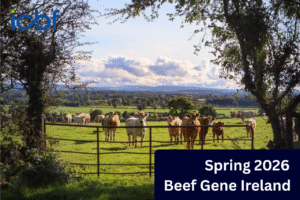 Read more about the article Gene Ireland Suckler Beef Panel Spring 2026: Driving Genetic Gain for the Suckler Herd