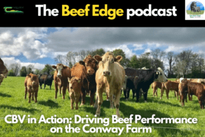 CBV in Action: Driving Beef Performance on the Conway Farm