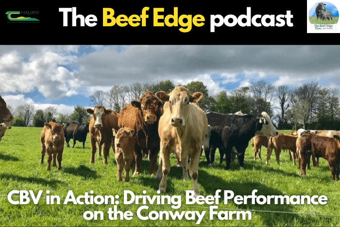 CBV in Action: Driving Beef Performance on the Conway Farm