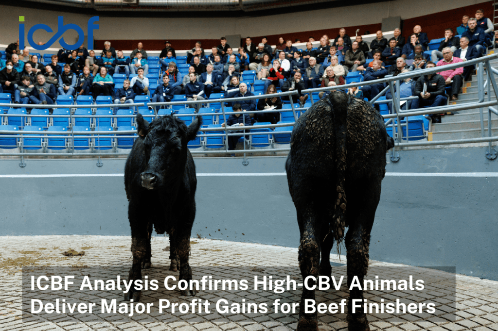 Regardless of Animal Type, the Commercial Beef Value (CBV) Consistently Delivers for Beef Finishers