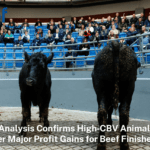 Regardless of Animal Type, the Commercial Beef Value (CBV) Consistently Delivers for Beef Finishers