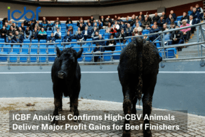 Regardless of Animal Type, the Commercial Beef Value (CBV) Consistently Delivers for Beef Finishers