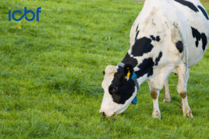 See How Your Herd Is Evolving: The New Dairy Trend Report Is Now Live