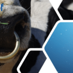 Unlock More Value From Your Herd’s Genotype Data With The New Genomic Results Profile