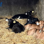 Boost Your Calf Sales This Spring: Use the CBV Catalogue to Showcase Genetic Value