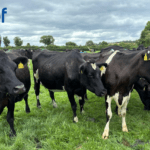Safeguarding The Future Of Irish Dairy Breeding: Why Do Your Top EBI Cows Matter?