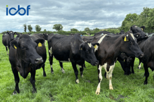 Read more about the article Safeguarding The Future Of Irish Dairy Breeding: Why Do Your Top EBI Cows Matter?