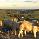 Beef Gene Ireland Breeder Profile – Michael Coughlan