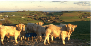 Read more about the article Beef Gene Ireland Breeder Profile – Michael Coughlan